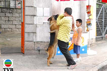 家中爱犬以为我受袭击，走过去咬她，问你怕未？