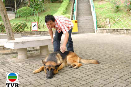 这只狼狗就是我的家中爱犬，我成日都同它玩。